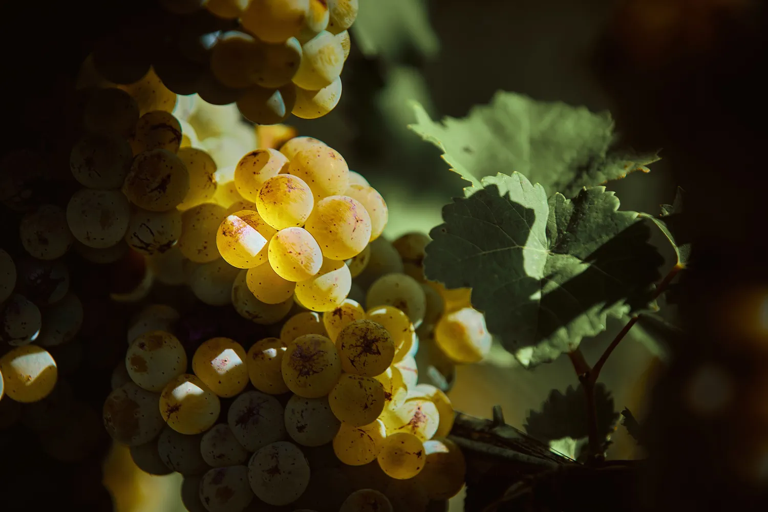 Les Caves Ouvertes des Petites Arvines de Fully