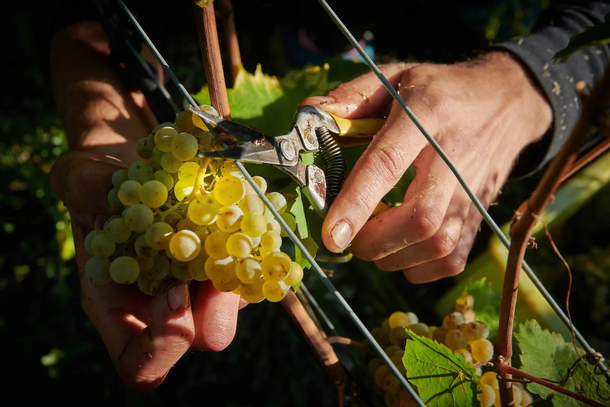 Les Caves Ouvertes des Vins du Valais